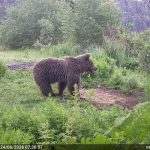 Кафява мечка заснета с фотокапан GardePro в планински район в България рано сутрин